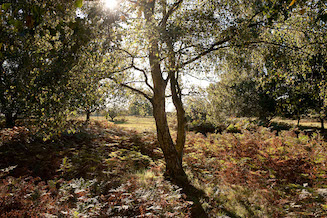 Knettishall Heath (Alamy C8K218) 327x218